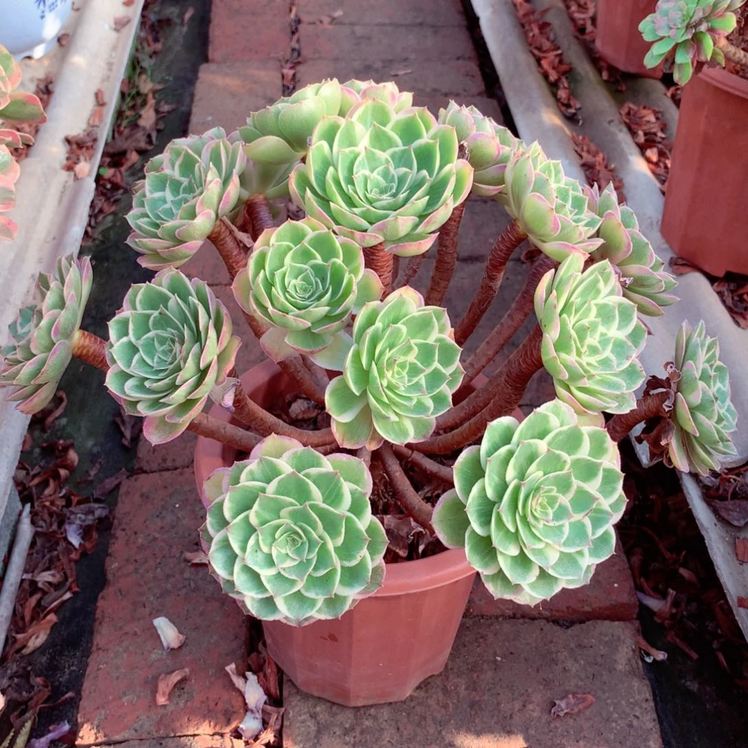 莲花座，多肉植物的