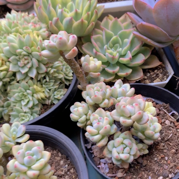 劳尔锦群脱土发货