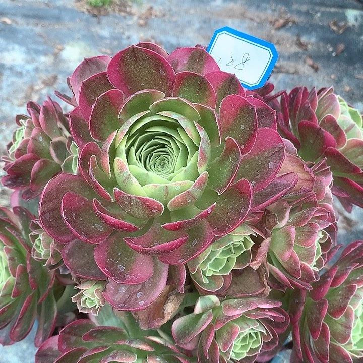 128奶白多肉植物保护