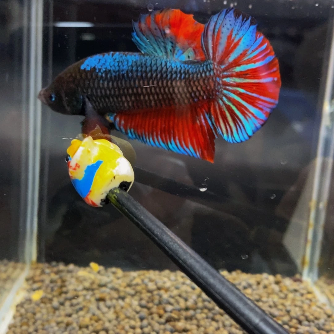 斗鱼307巨斗11111