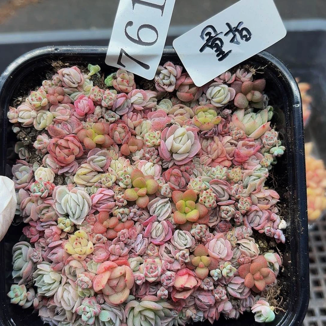 多肉植物多肉植物761量拍