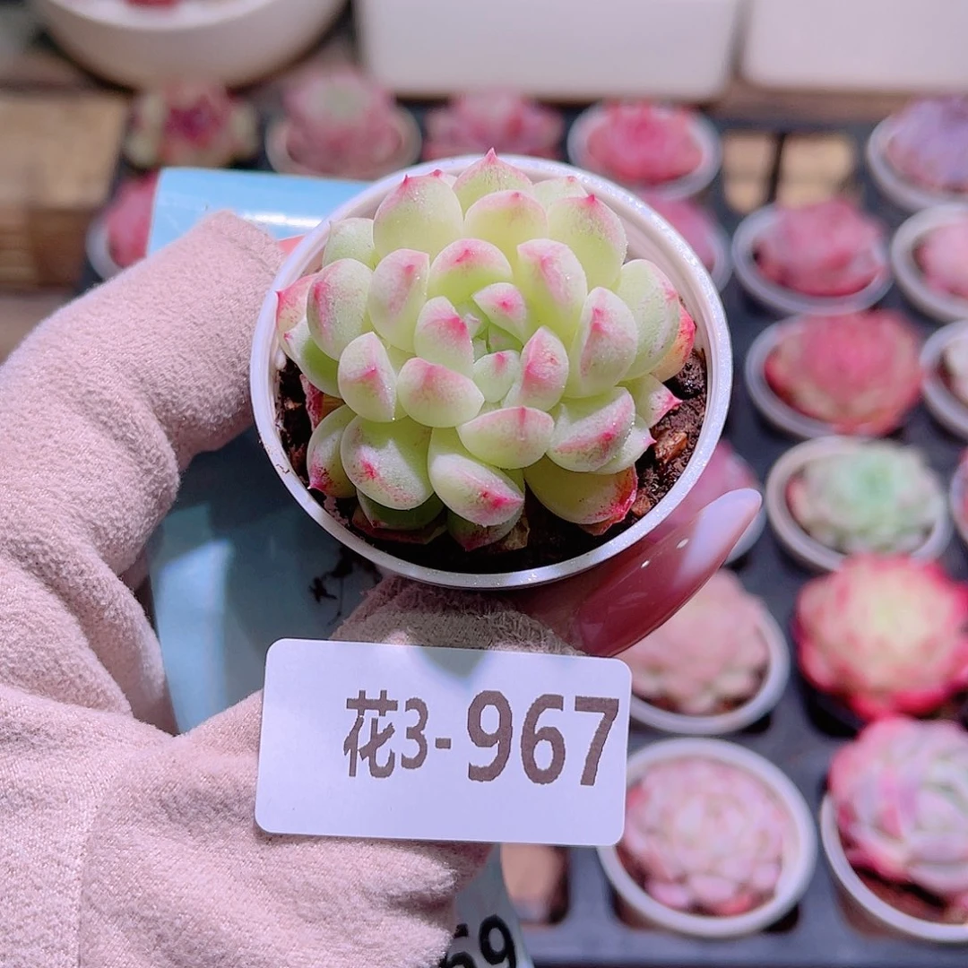 花利美3-967新品