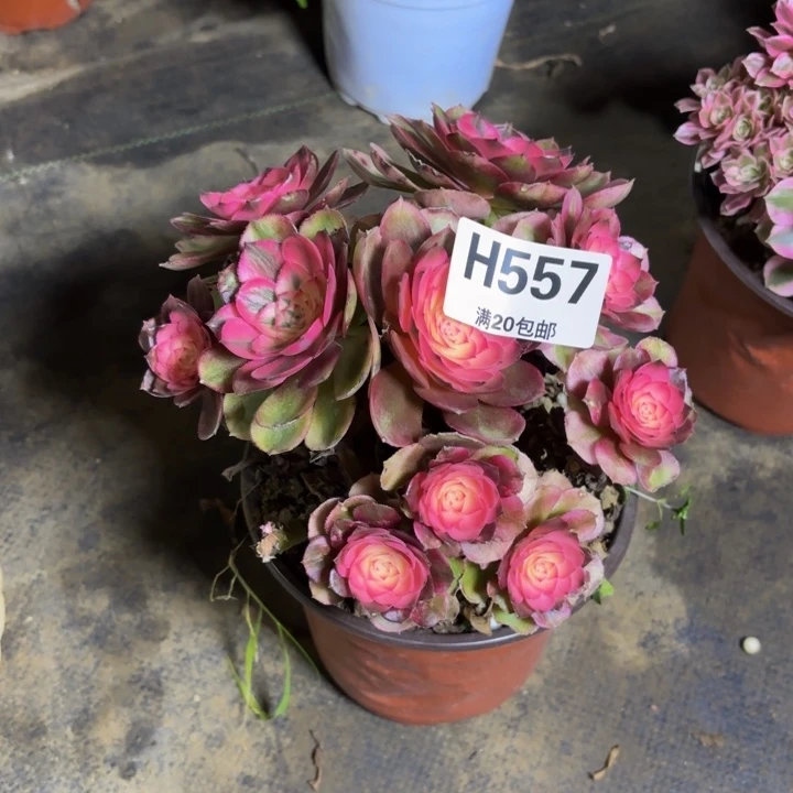 瑞妈，，。。。。557荔枝，有断，