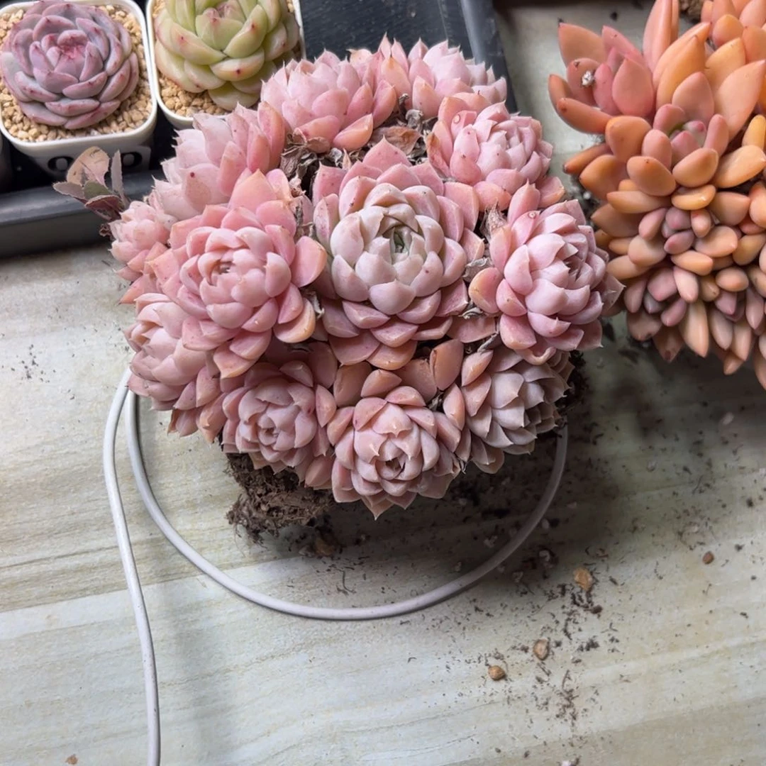 仔*201 多肉植物组合盆栽