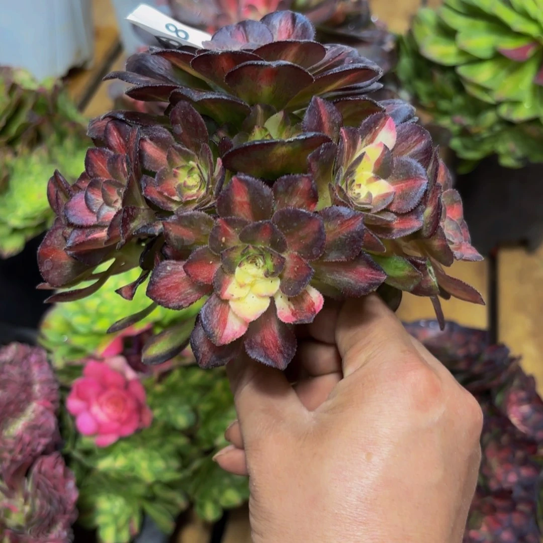 A*a648多肉植物海王七彩无根