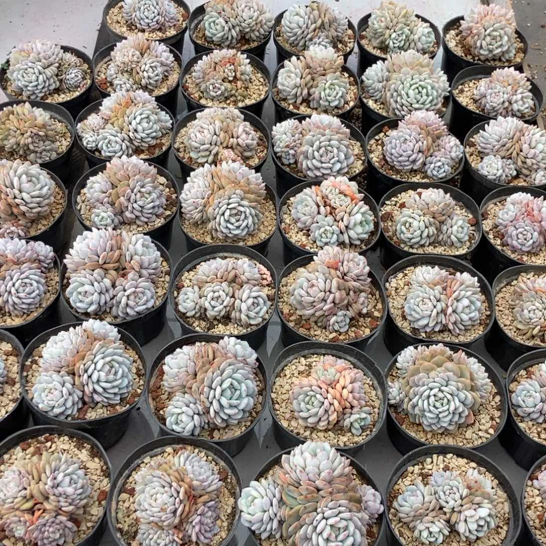 6.75星星橙大小都有随机发货一颗福利