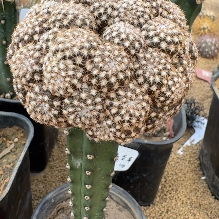 仙人球，多肉植物，惠毛丸变异群