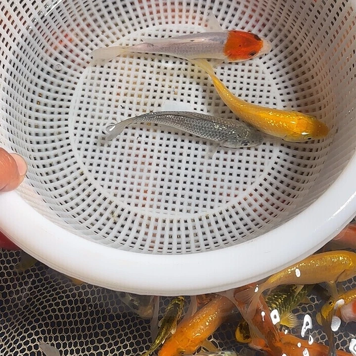 菡***萏海水鱼锦鲤的故事是