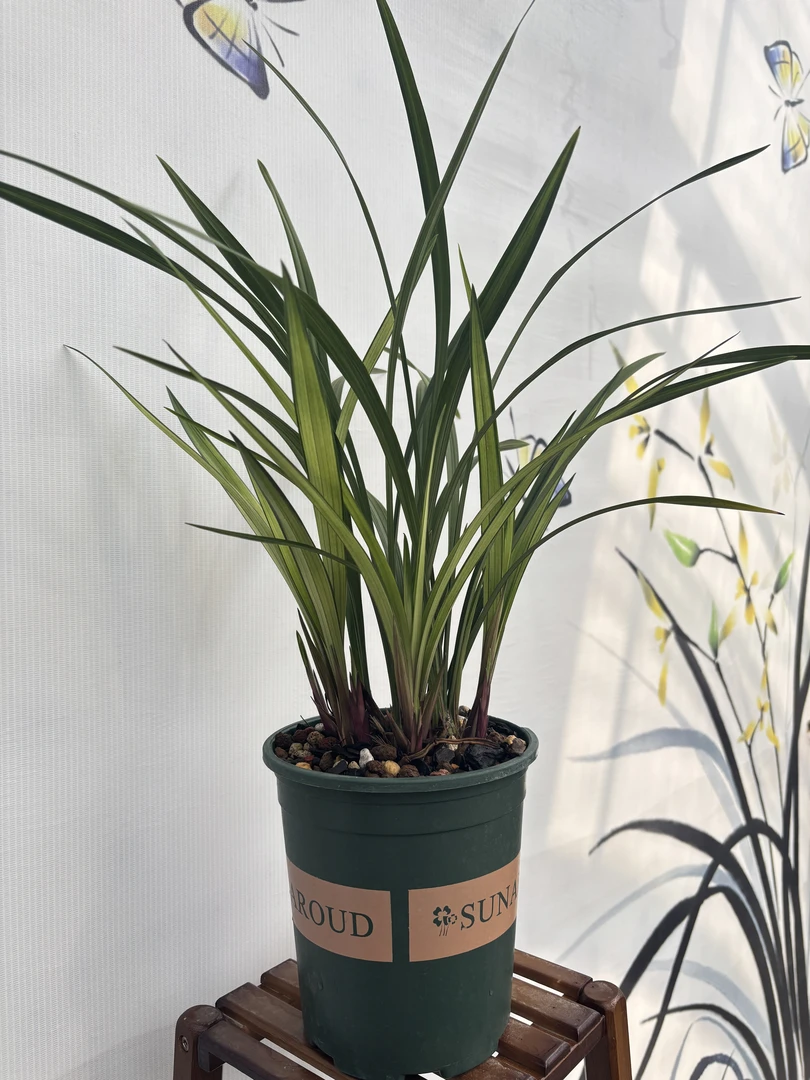 四季兰耐热耐寒文人雅士盆栽首选