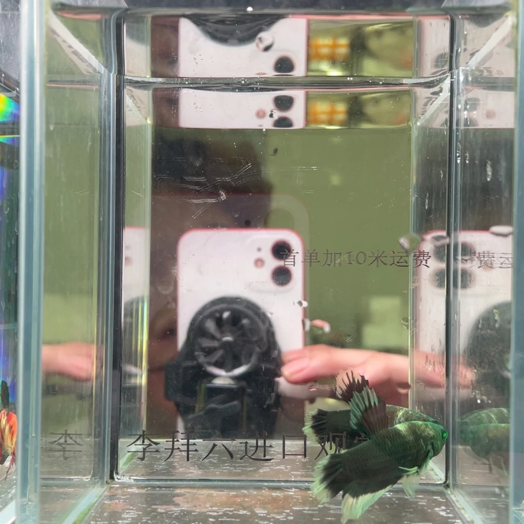 斗鱼印尼精品斗鱼55