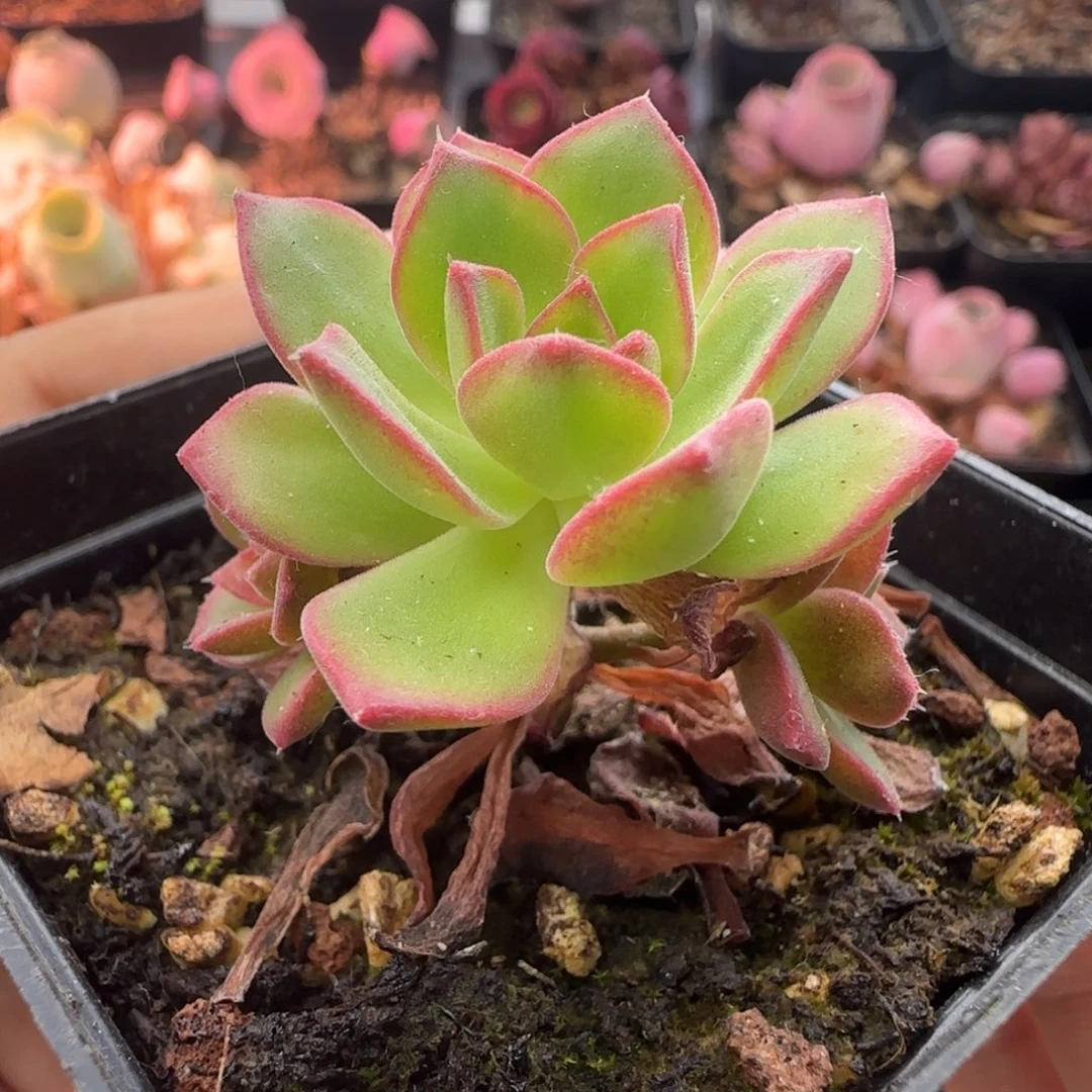 L379半城玫瑰不含盆土