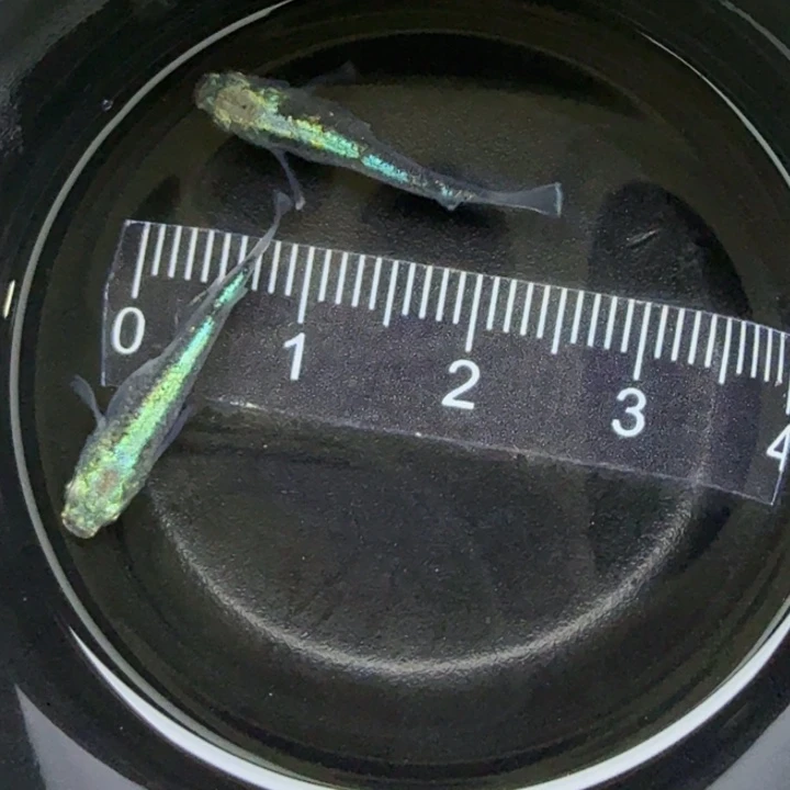 青鳉鱼全息图43号