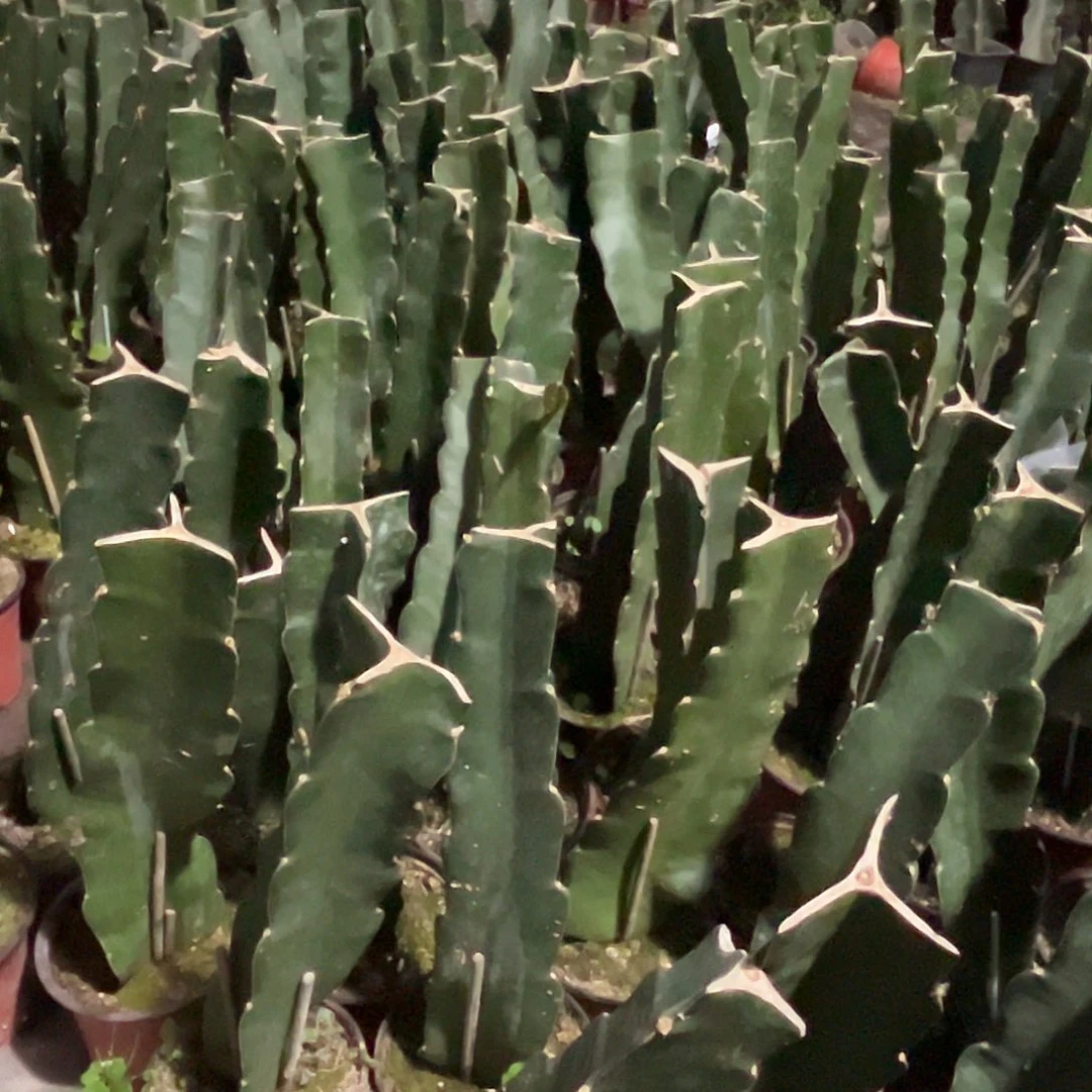 完全开放十根精品野三角