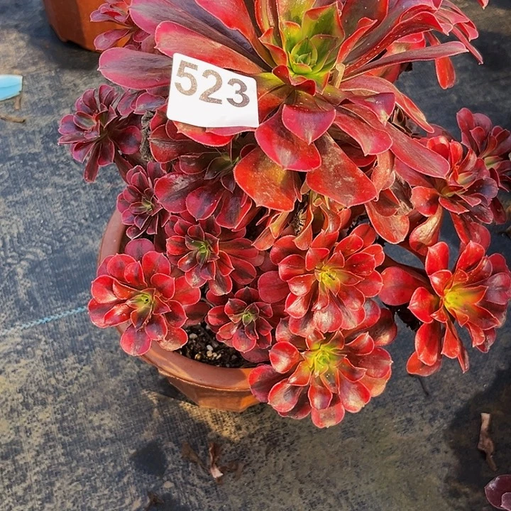 施***2523黑金美杜莎福利价