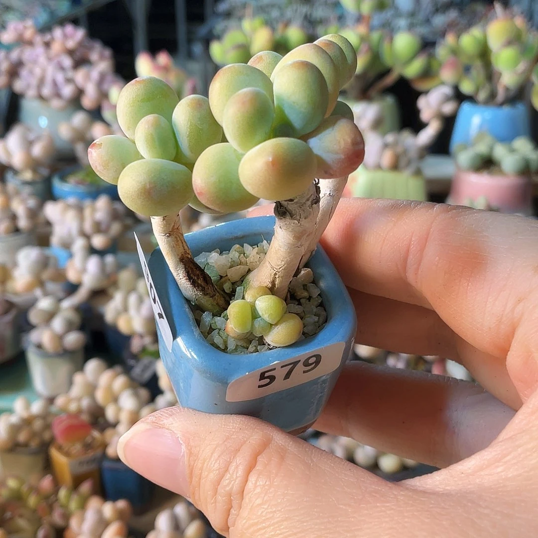 咕***～多肉植物的生长发育和生长发育等方面