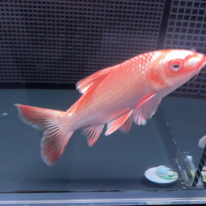 海水鱼莓**恼哈哈哈哈哈哈哈哈哈1