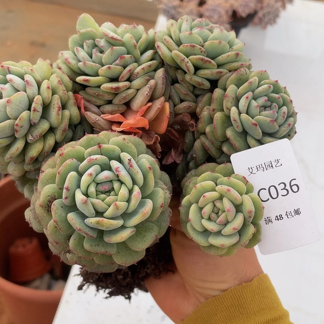 星***?白胖子石化多肉多肉