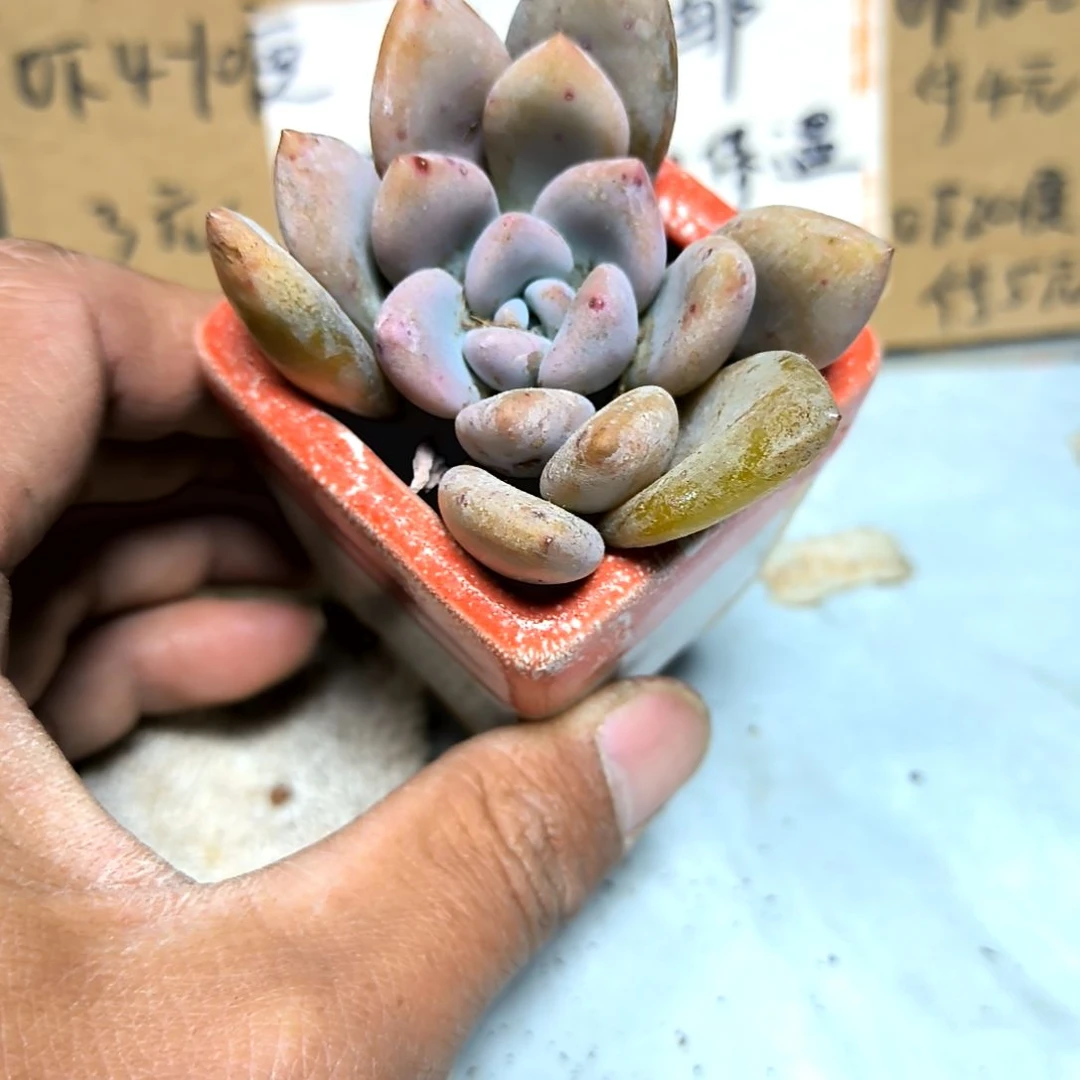 满6元包邮，#奥普一颗