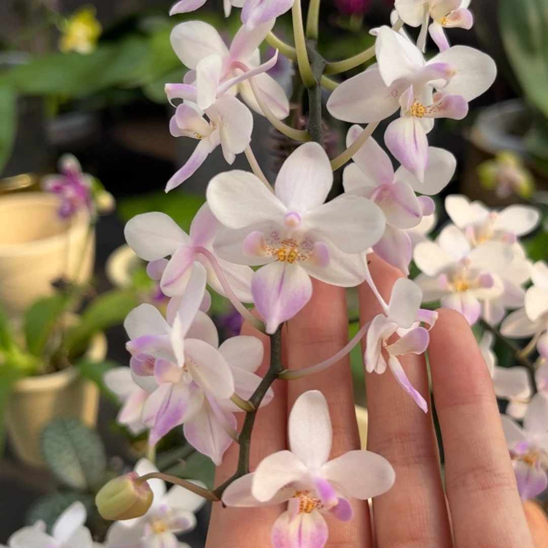 完全开放2.8寸樱花雨开花株