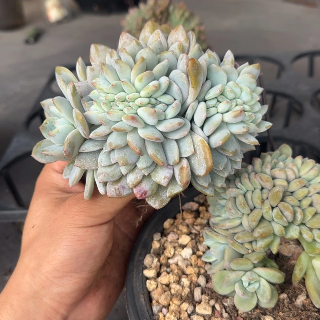星影树缀无砍多肉