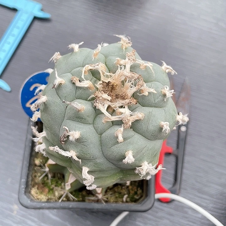 H****e仙人球花友专拍29