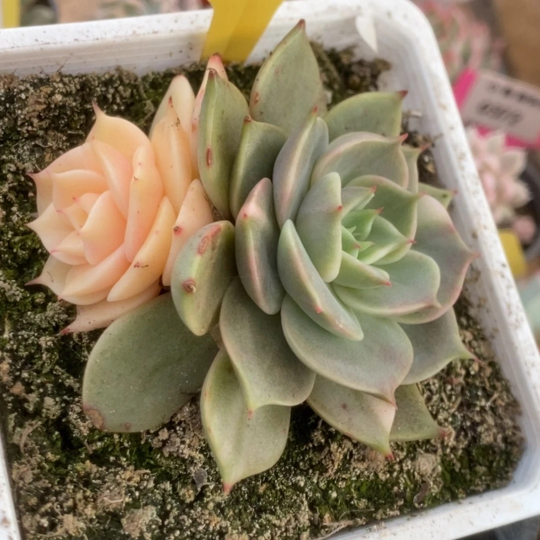 596贝加尔湖锦锦锦锦锦锦