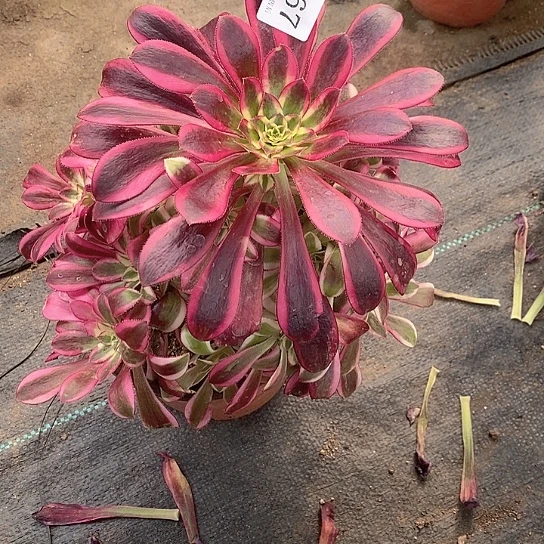 2467冰淇淋多肉法师锦