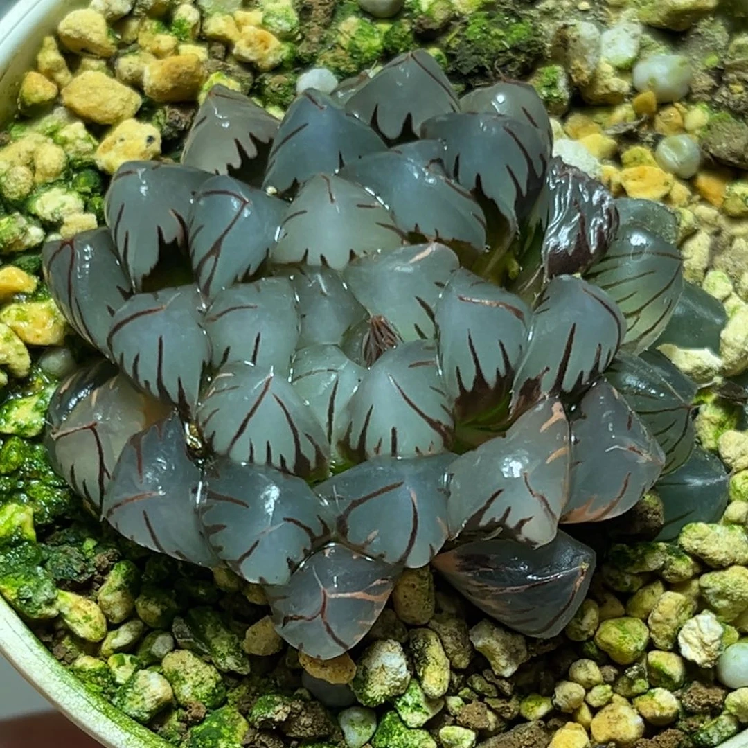 恭喜发财大吉大利856