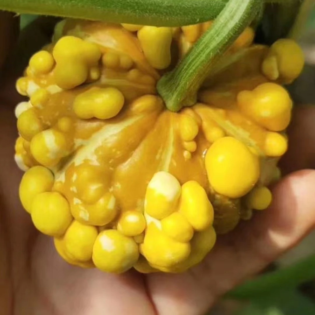 家居摆件，墨西哥葫芦。一物一拍。