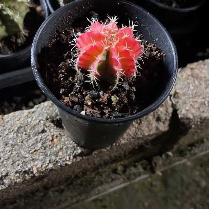 仙人球好好看好漂亮15