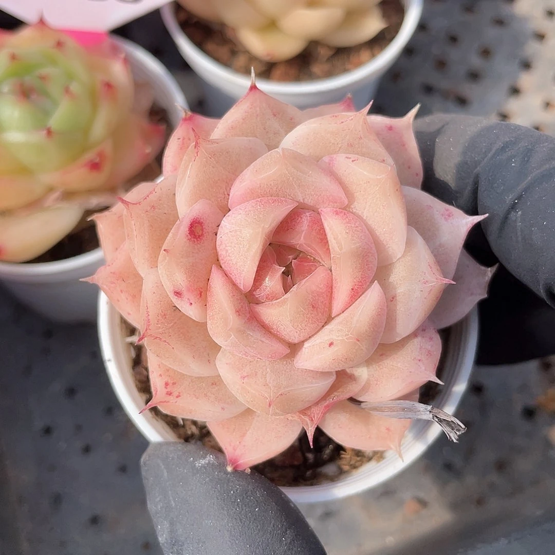 优选麦秆福利605