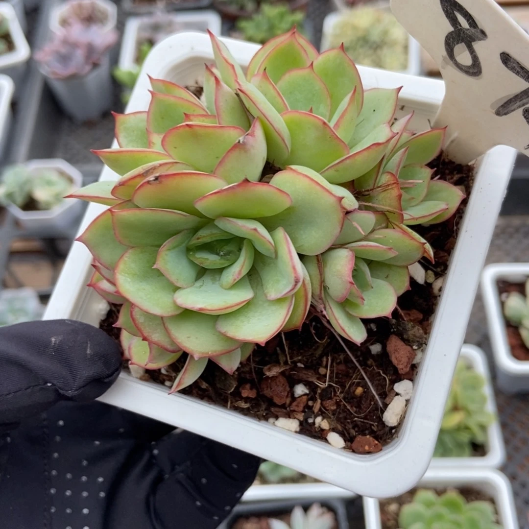 874牡丹亭多肉植物