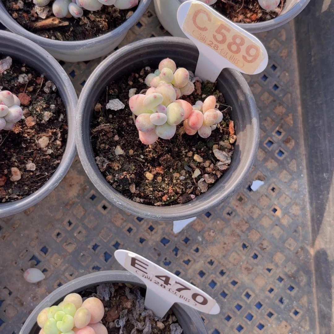 C589萤火虫一物一拍