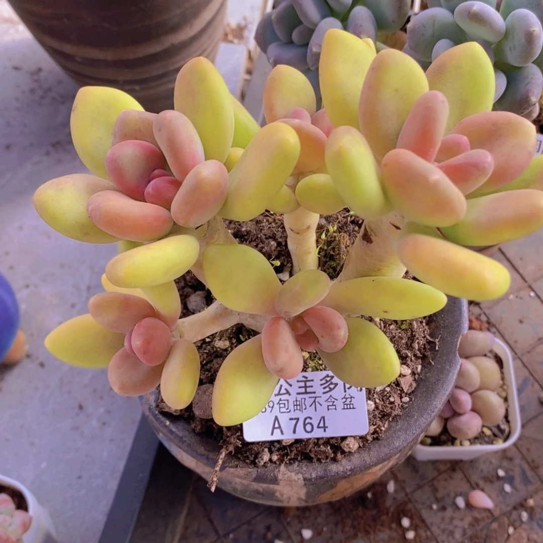 芒果奶12cm764多肉酱