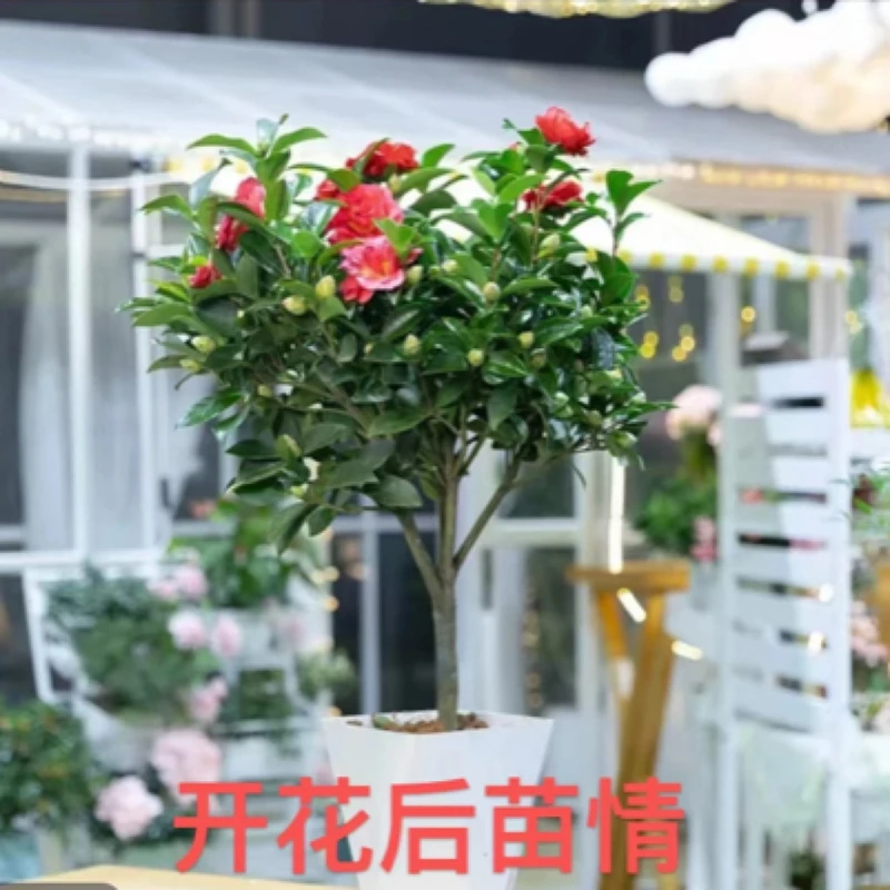 红色茶花盆栽树苗浓香型带花苞四季常青耐寒植物室内阳台好养花卉