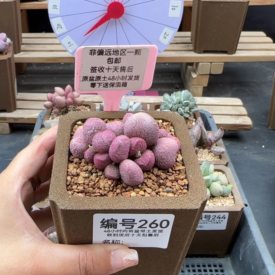 260夏娃多肉植物