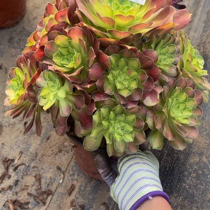 7968韶华多肉植物