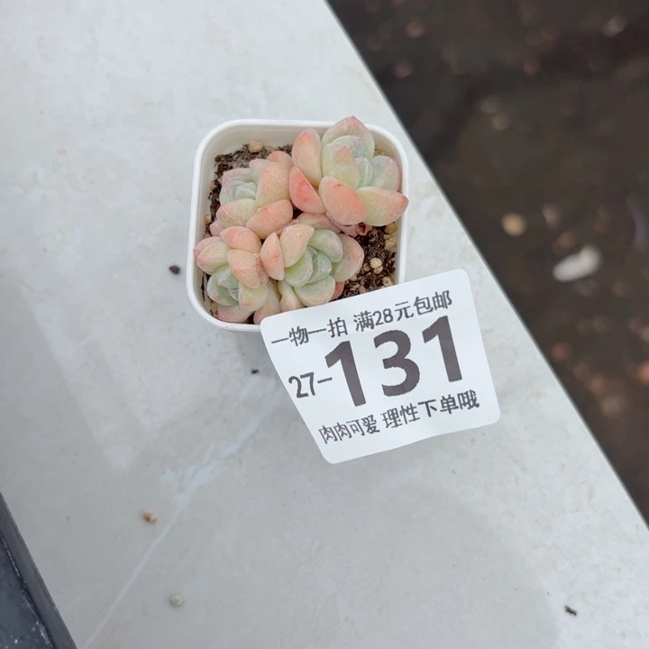 冰玉无盆土无盆土发货无