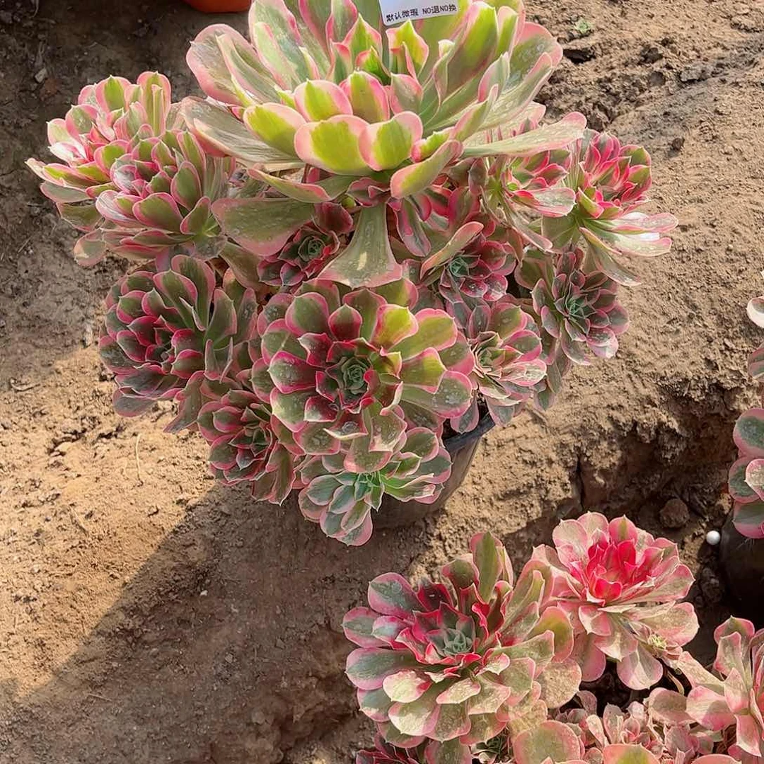 无花朵多肉植物666