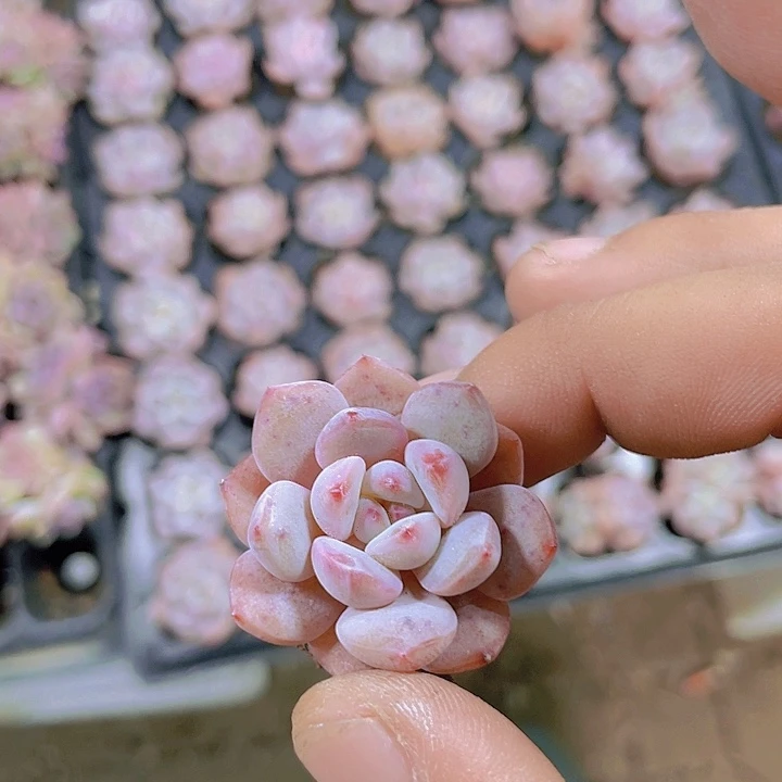 橙梦露【满10颗包邮】