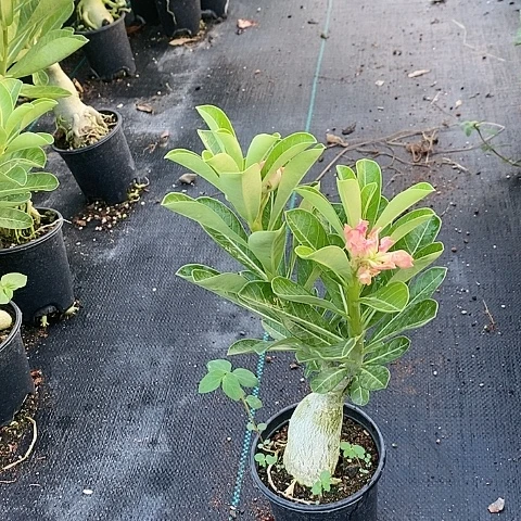 【闪购商品】无花朵如**尘