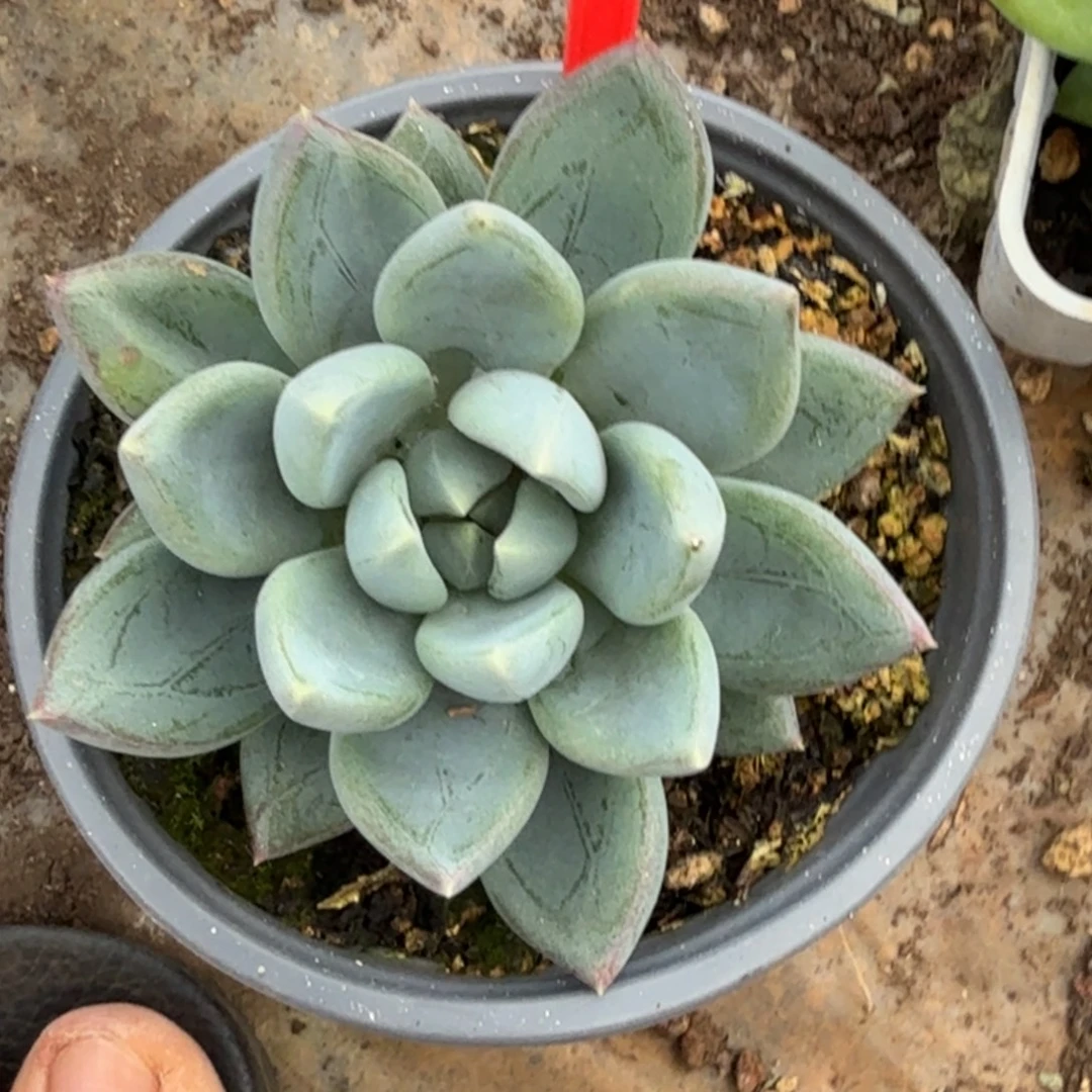 红蛋多肉植物737.