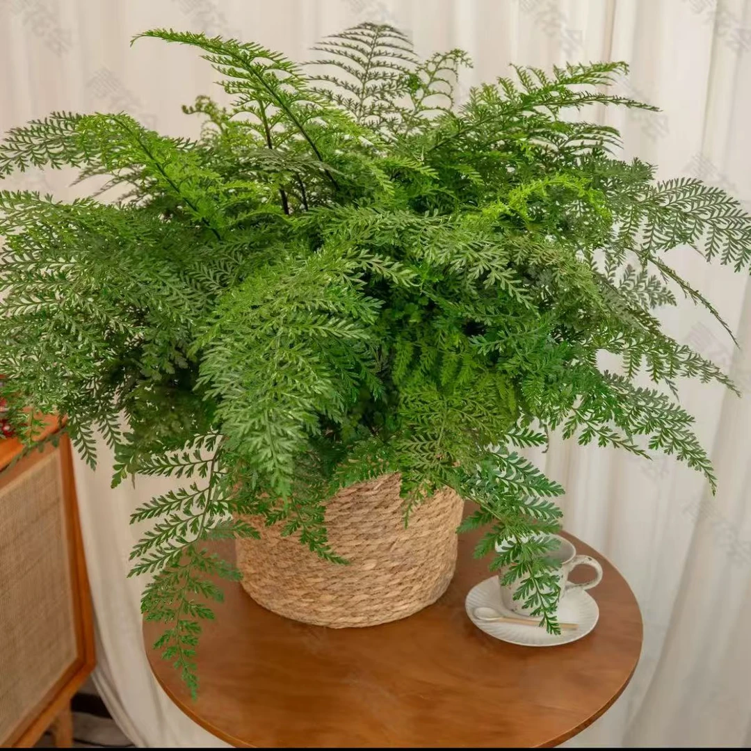 吉姆蕨室内办公室客厅四季常青垂吊桌摆观叶盆栽净化空气耐阴好养