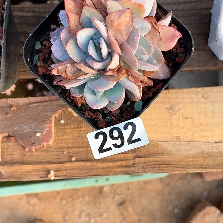 张*亿多肉植物一物一拍