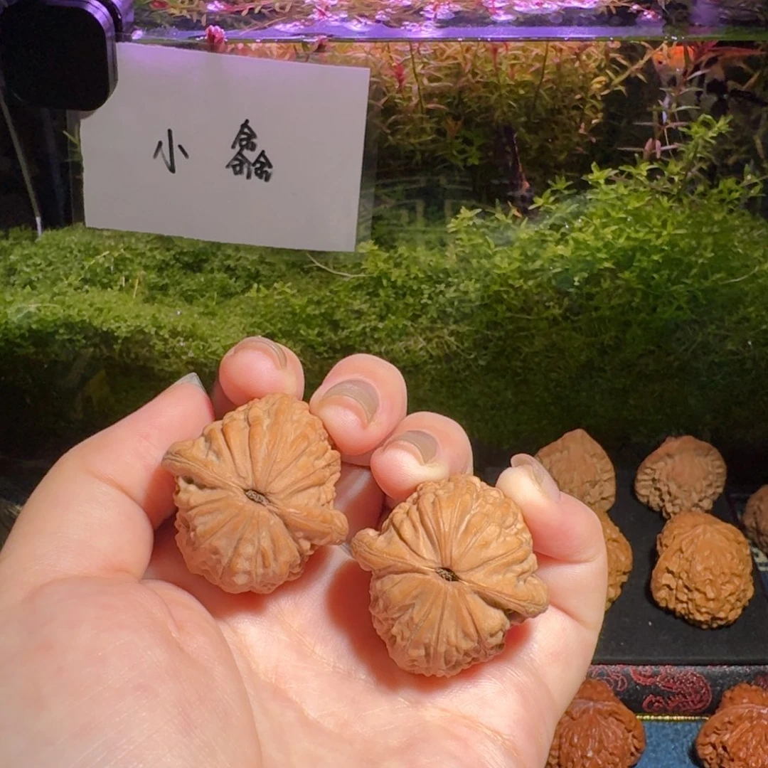 630号玉观音原树玉观音文玩核桃