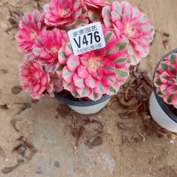 平****476倾城官府20左右特价2