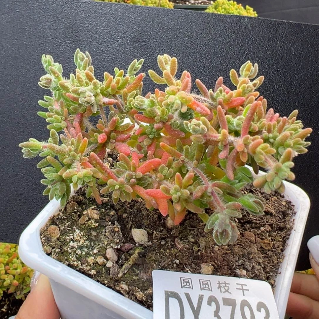 dy3793开花机器狐尾冠幅8cm