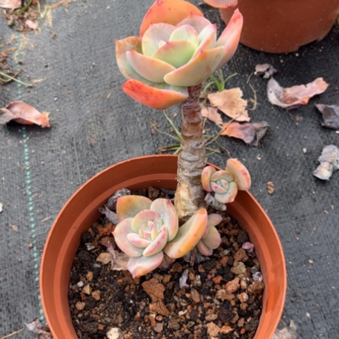 【闪购商品】大**风白凤多肉植物