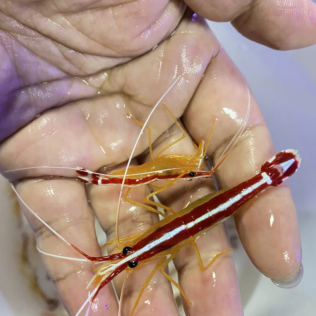 海水鱼医生虾清洁工具虾活体观赏虾类