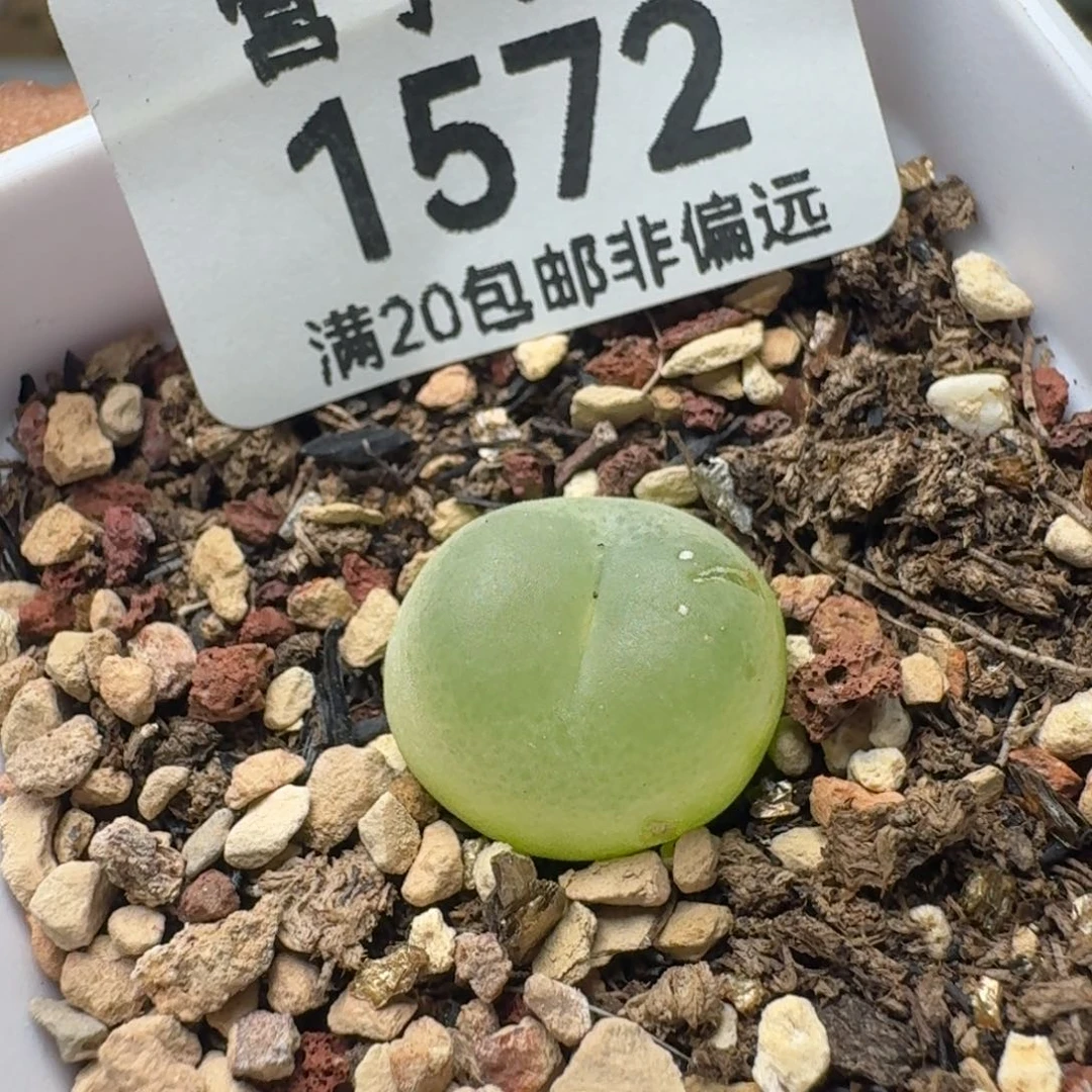 L***菁有瑕疵。